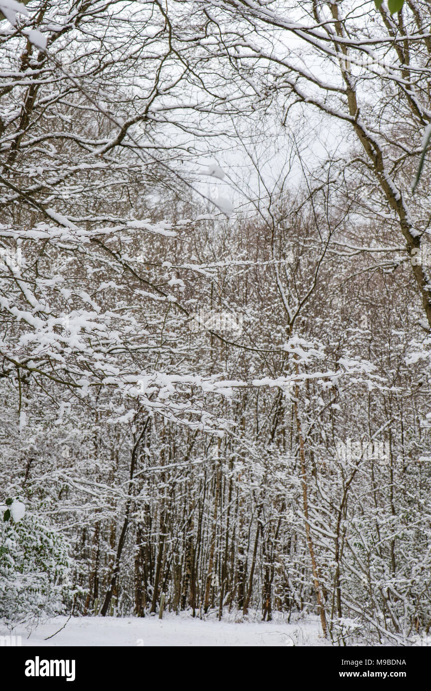 Snowy scene and landscape hi-res stock photography and images - Alamy
