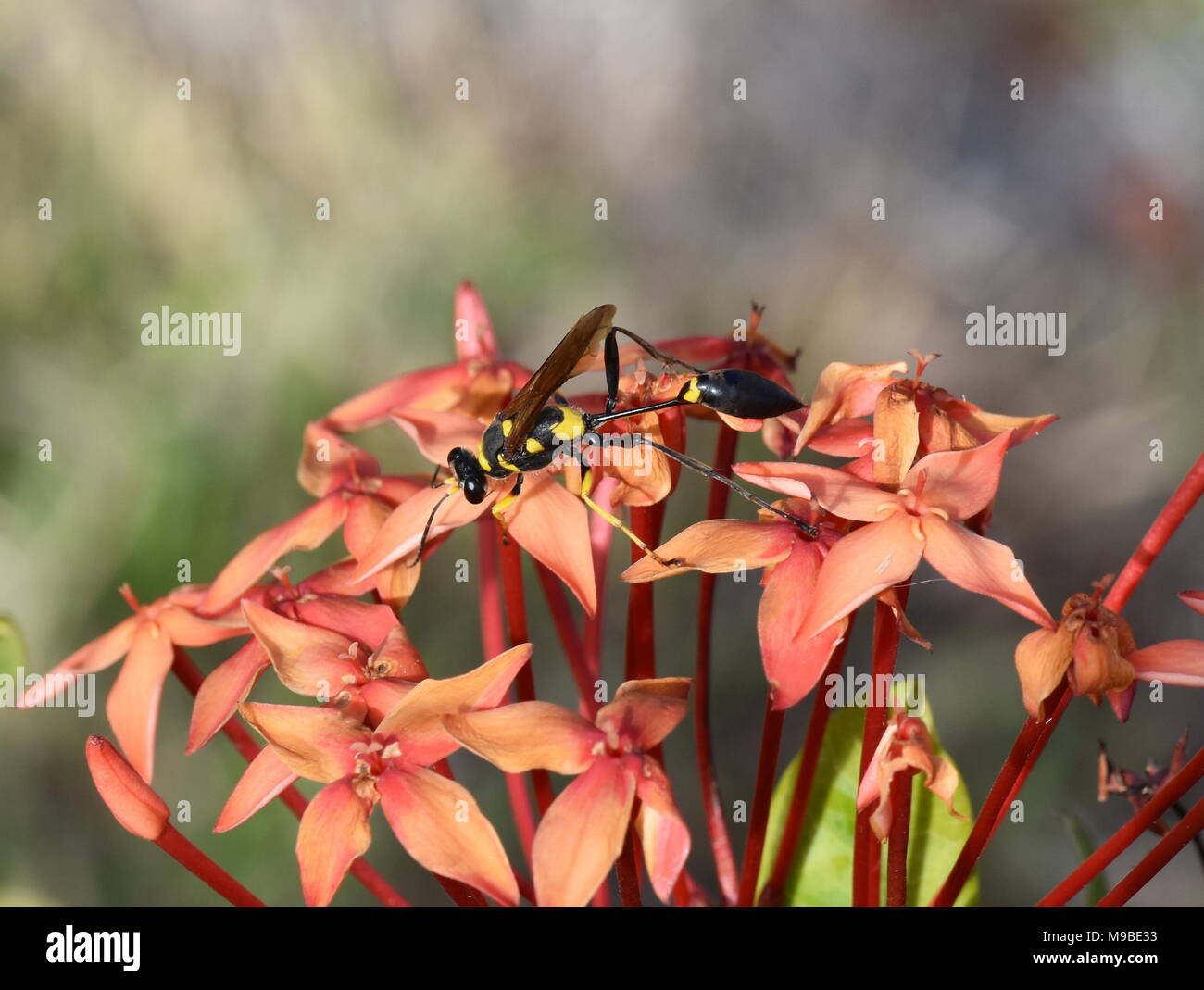 Brazil Wasp High Resolution Stock Photography and Images - Alamy