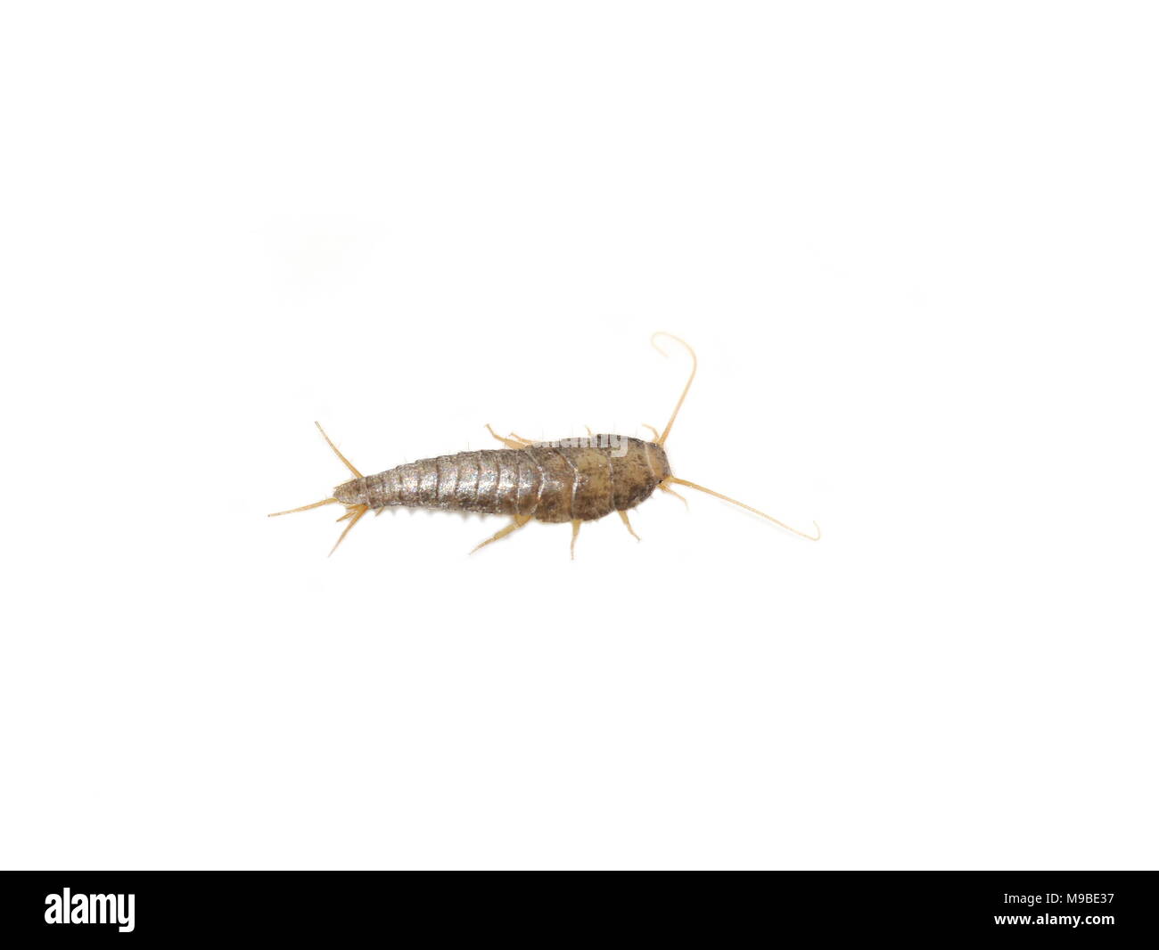 Primitive pest insect silverfish Lepisma saccharina isolated on white background Stock Photo