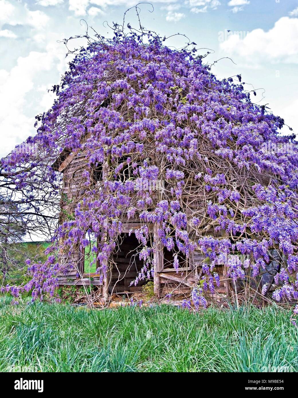Old Farmhouse Covered with Wisteria Stock Photo