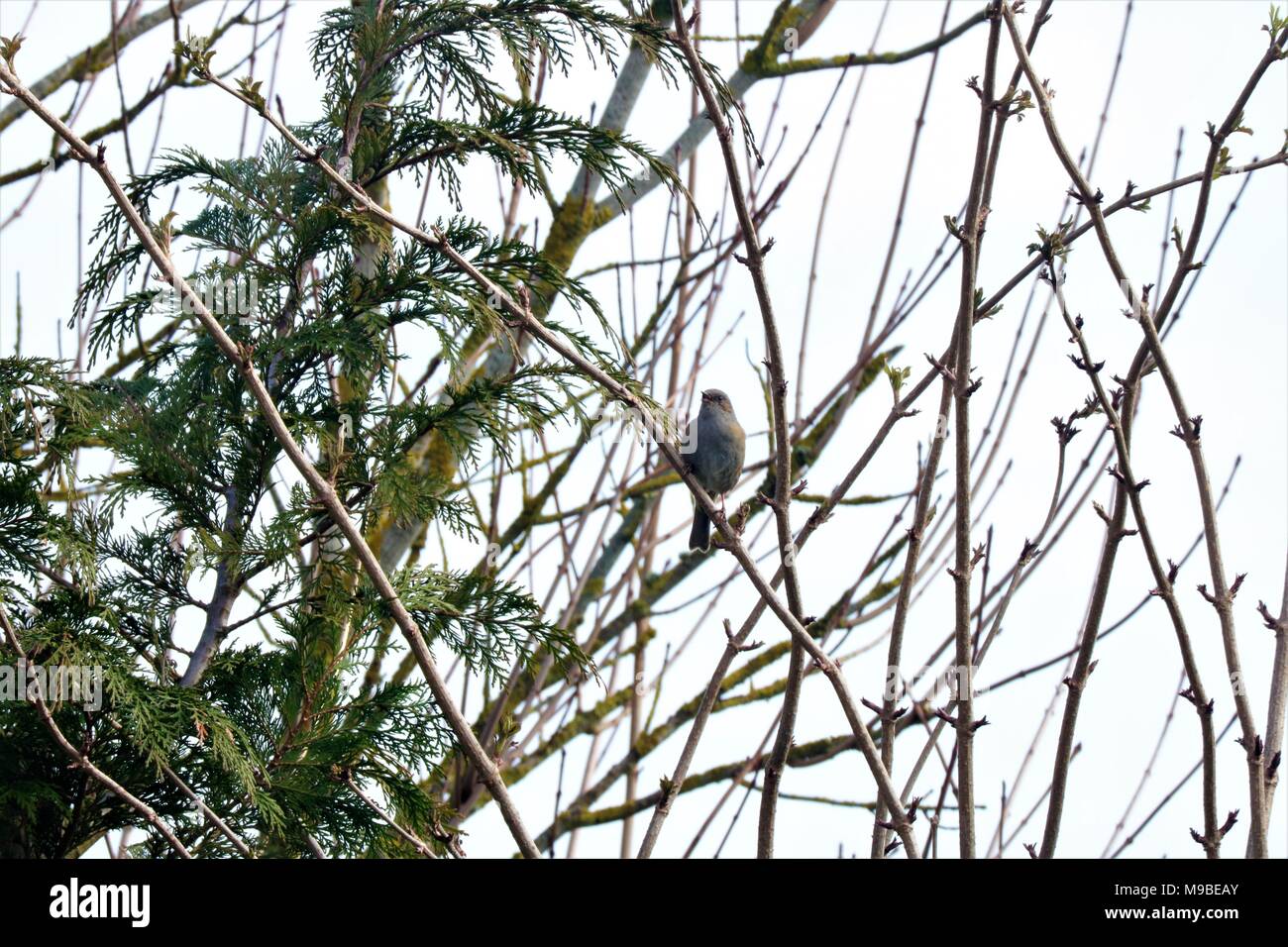 Dunnock / Hedge Sparrow perching in tree against a white sky in Spring Stock Photo