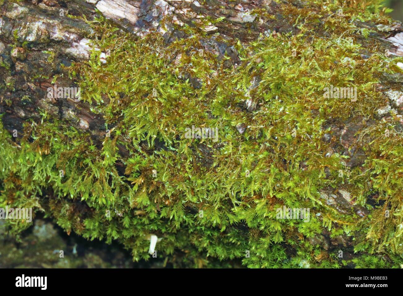 Green moss on a tree trunk in Spring Stock Photo