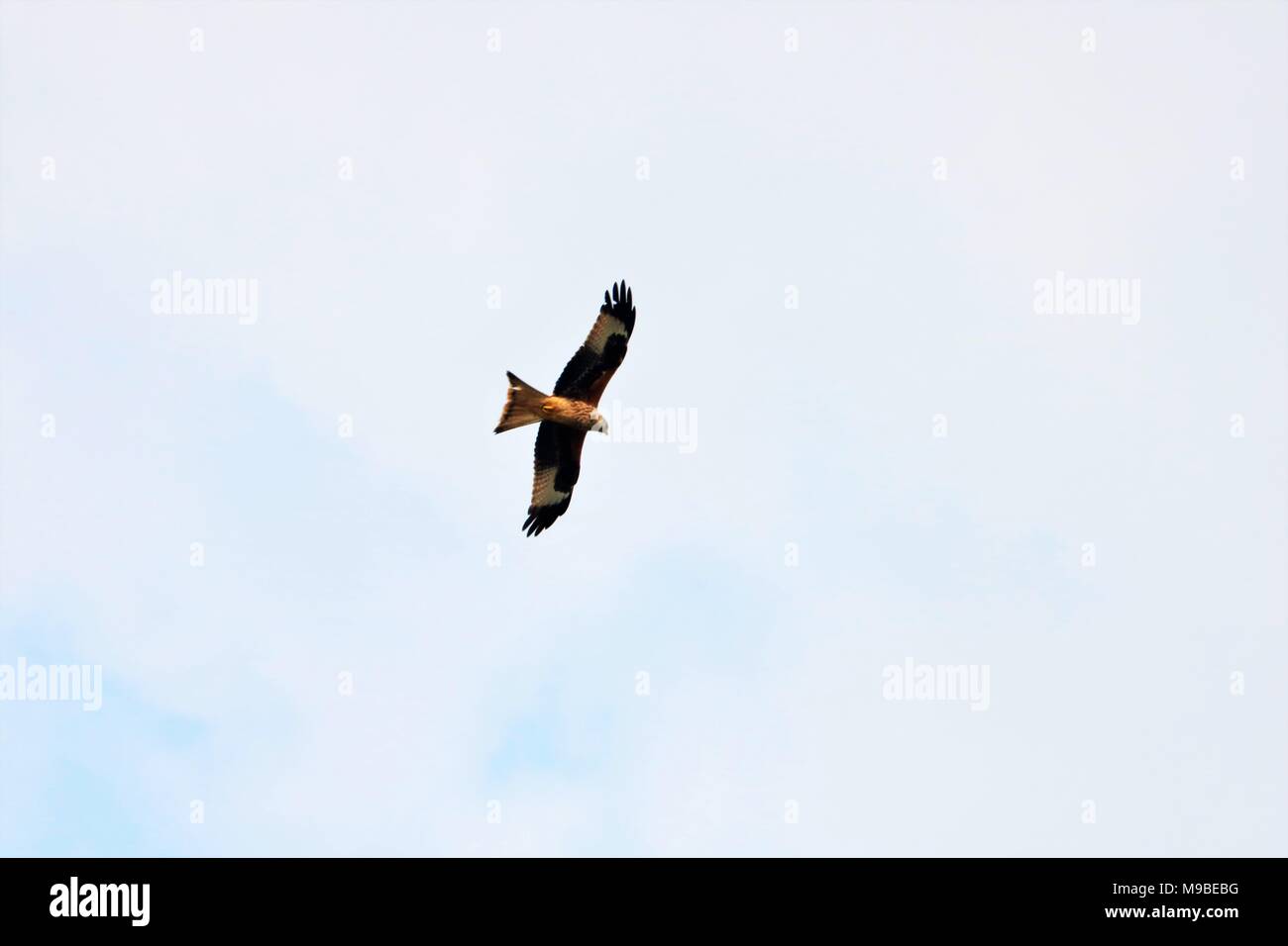 Red Kite bird flying in sky Stock Photo
