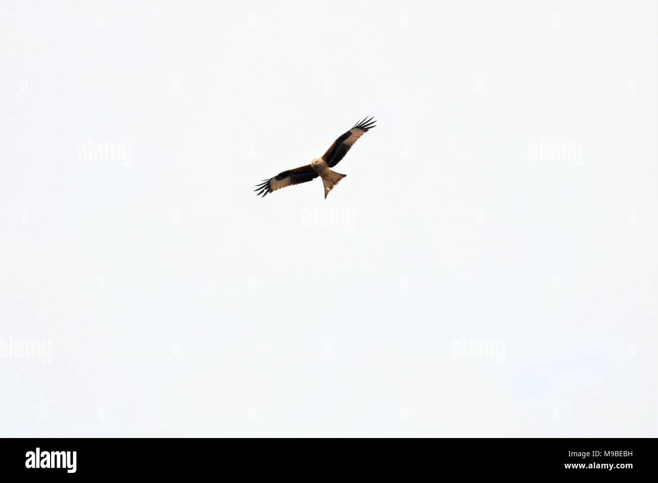 Red Kite bird flying in sky Stock Photo