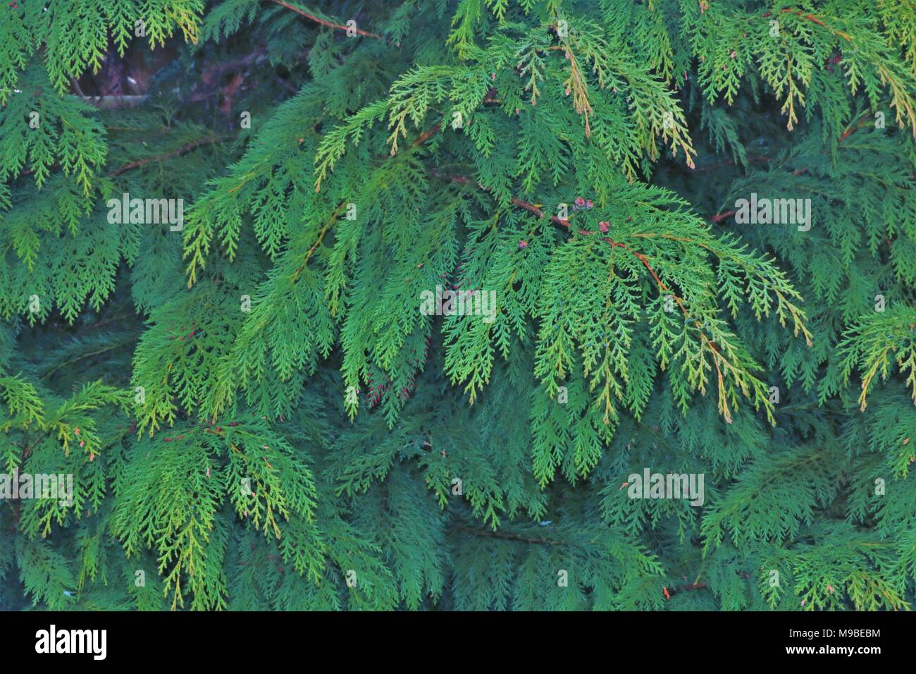 Background image of conifer tree Stock Photo