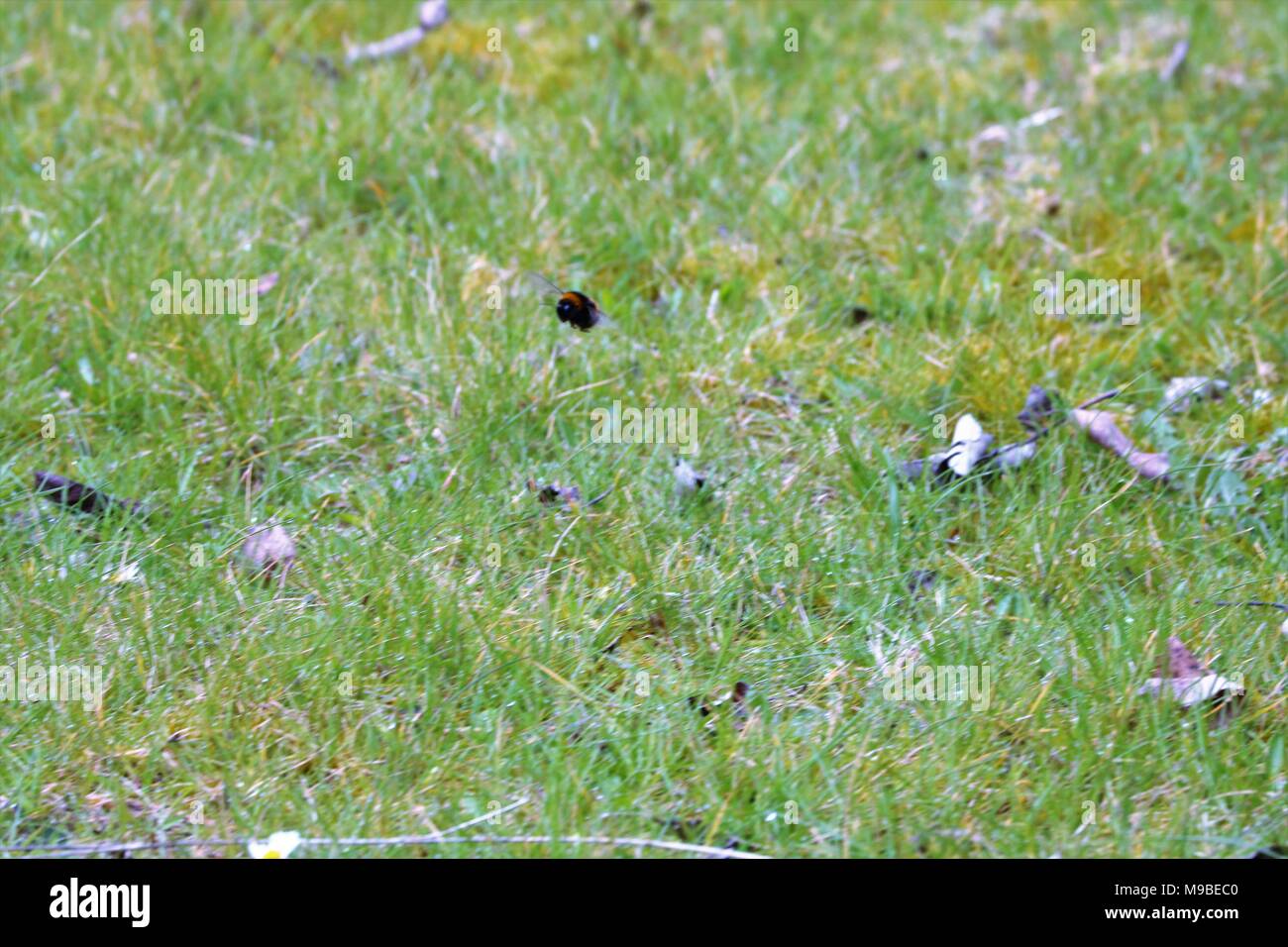 Bumble bee in flight in grass in Spring Stock Photo