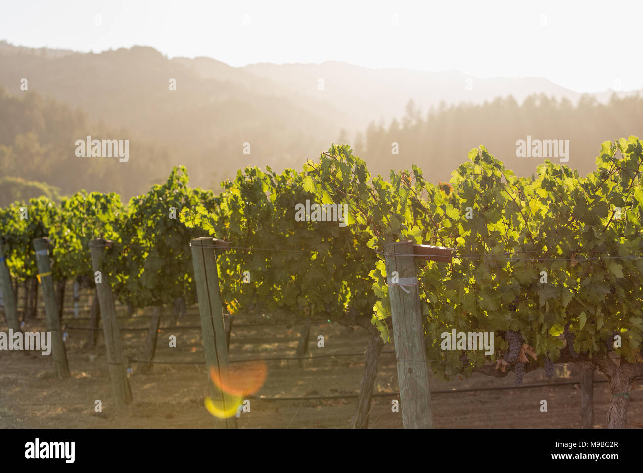 Sunflare through grapevines in a vineyard Stock Photo