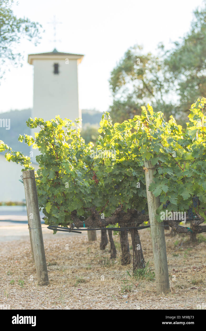 Robert mondavi winery hi-res stock photography and images - Alamy