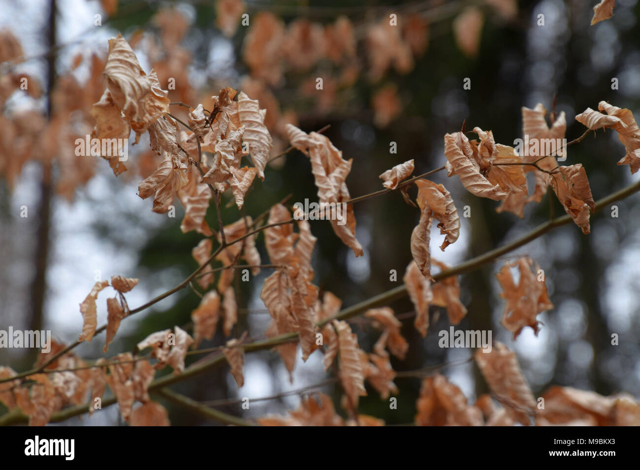 Old leaves on a branch Stock Photo