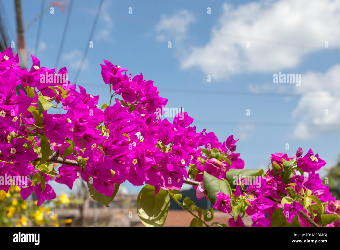 Bright and sunny flower hi-res stock photography and images - Alamy