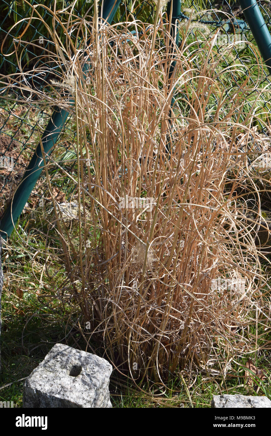 Uncut dry grass hi-res stock photography and images - Alamy