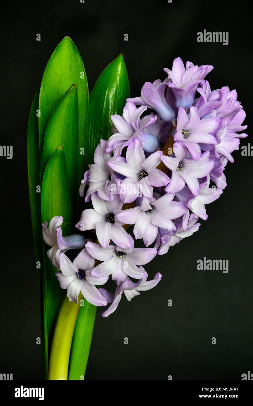 Flowering gentle lilac hyacinth with green leaves close up  on black background isolated - beautiful detail of spring nature Stock Photo
