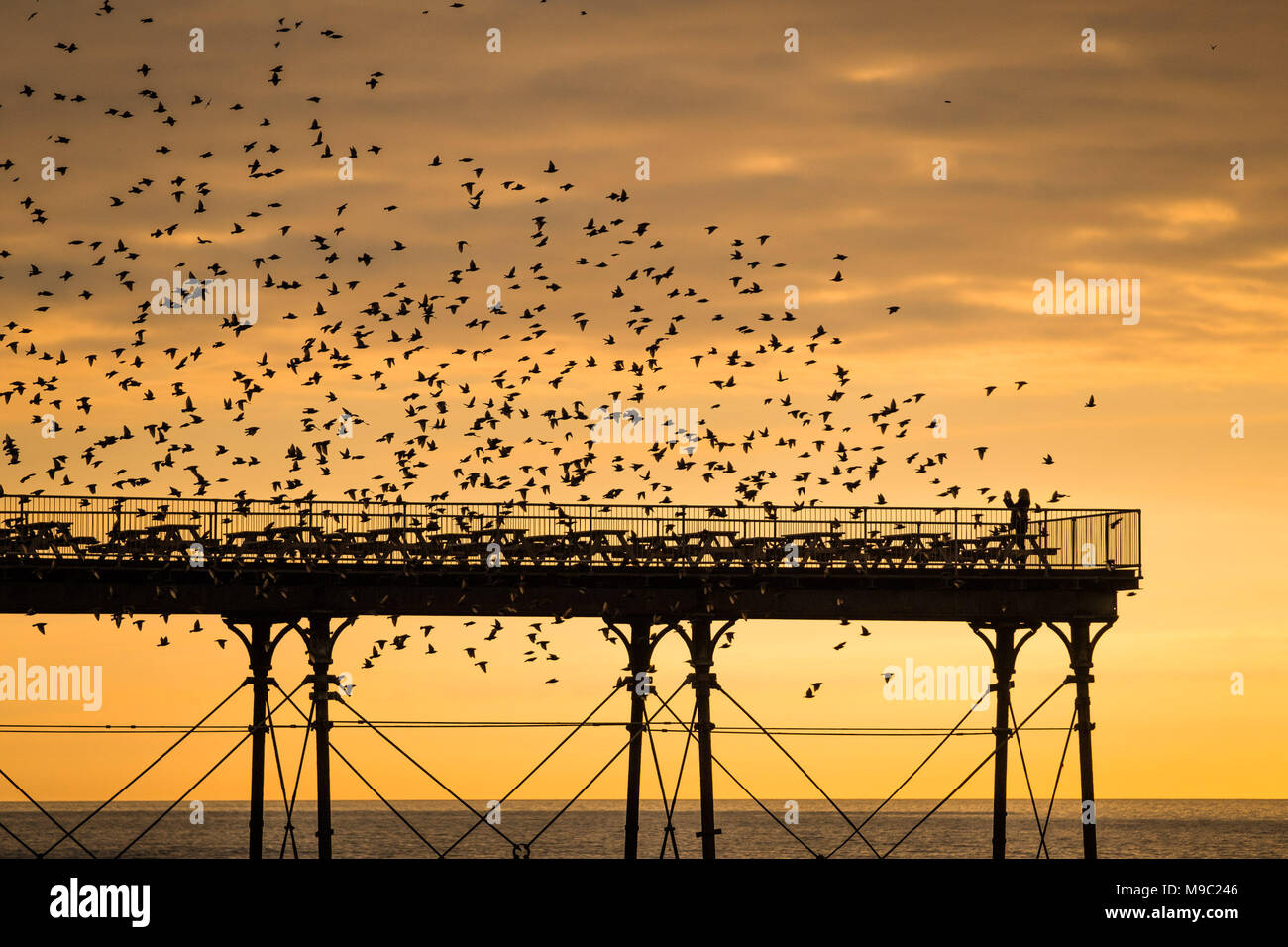 Aberystwyth Wales UK, Saturday 24 March 2018  UK Weather: A person standing on the end of Aberystwyth pier is surrounded by flocks of starlings as they fly in to roost for the night on the eve of British Summer Time, when the clocks go forwards and hour tonight  As a rule of thumb, every year the birds leave for their Scandinavian summer nesting grounds when the clocks go forward in the spring , and return in the autumn when the clocks go back again.     photo © Keith Morris  / Alamy Live News Stock Photo
