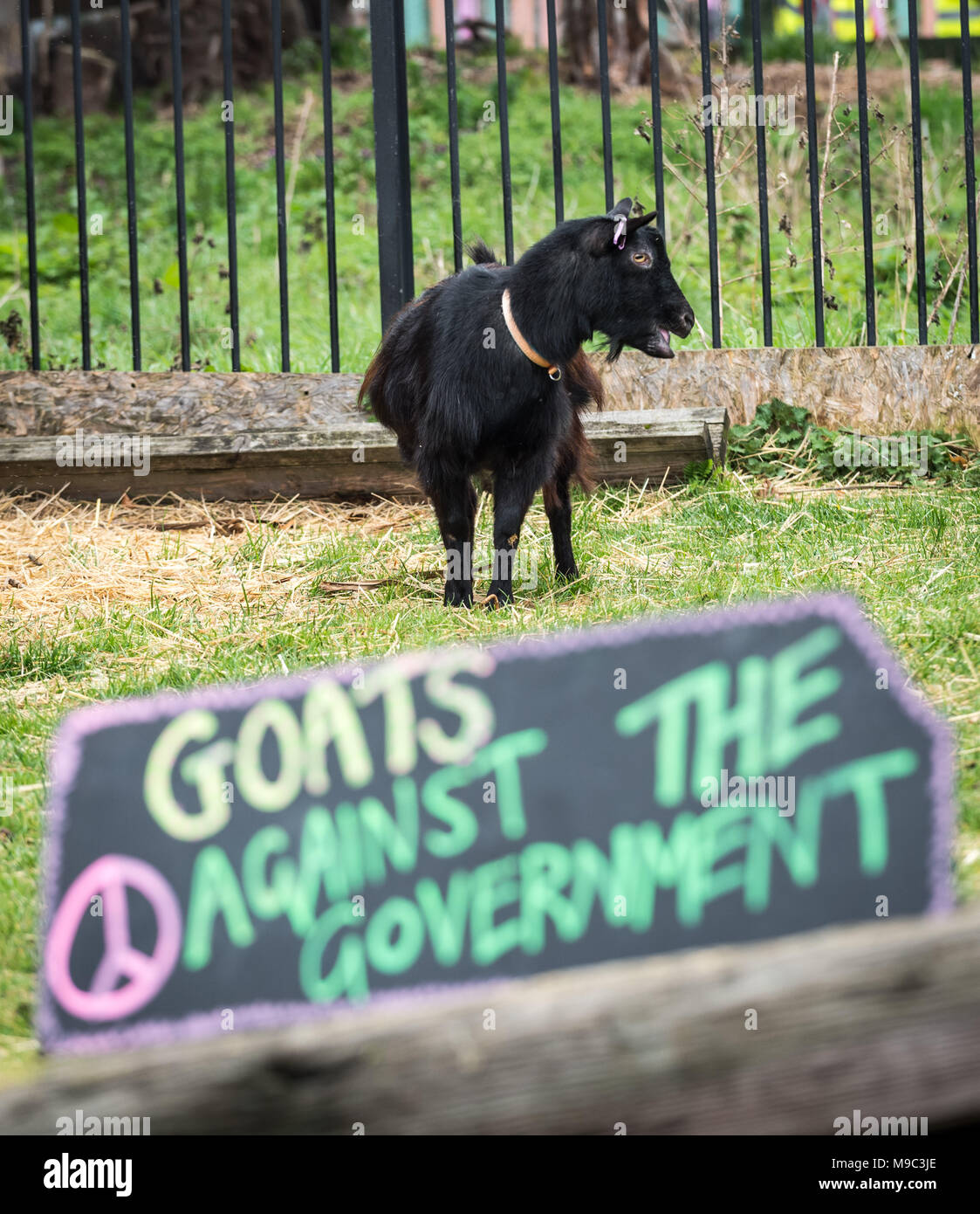 London, UK. 24th March, 2018. 10th Annual Oxford vs Cambridge Goat Race at Spitalfields City Farm. Credit: Guy Corbishley/Alamy Live News Stock Photo