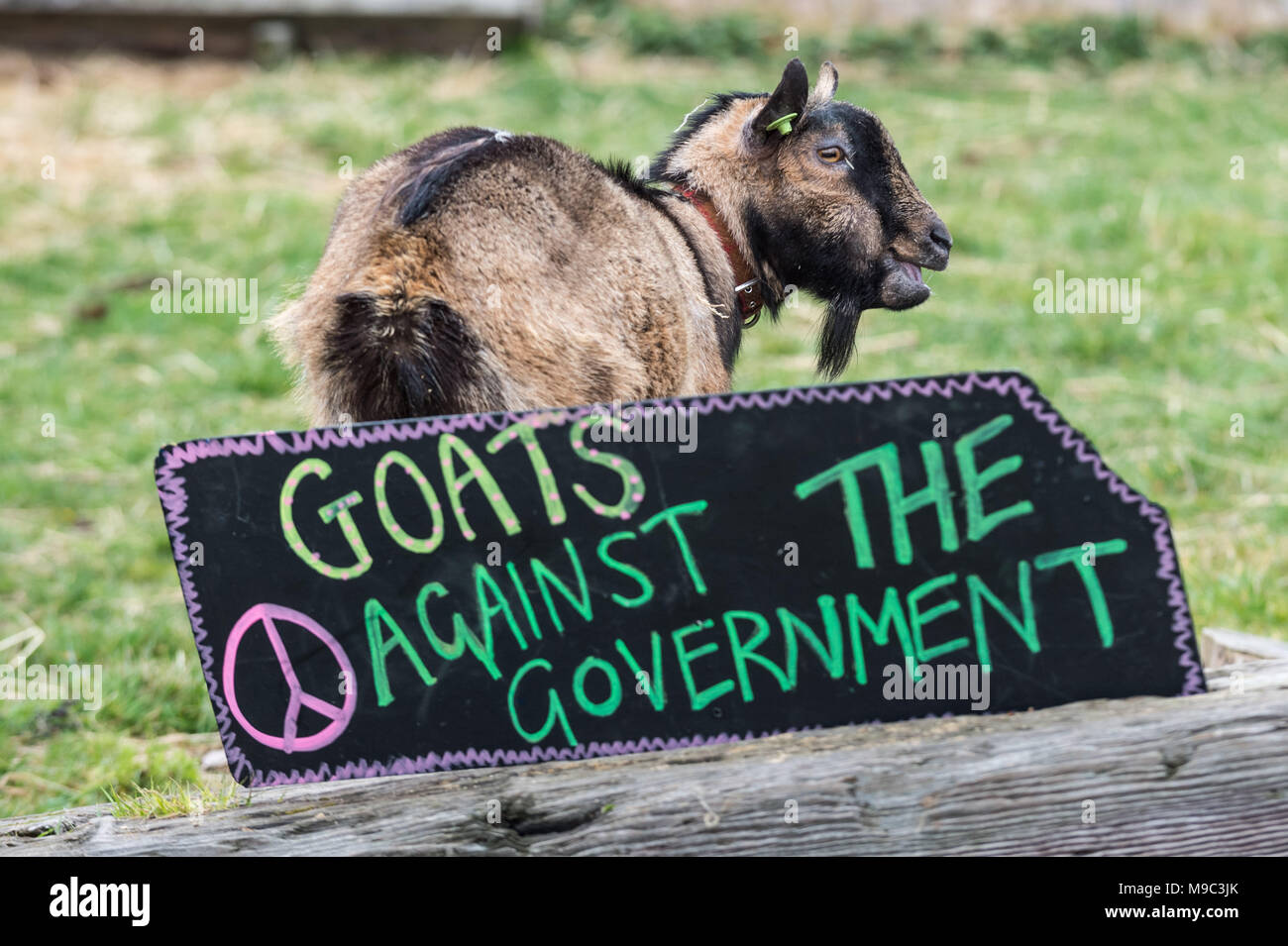 London, UK. 24th March, 2018. 10th Annual Oxford vs Cambridge Goat Race at Spitalfields City Farm. Credit: Guy Corbishley/Alamy Live News Stock Photo