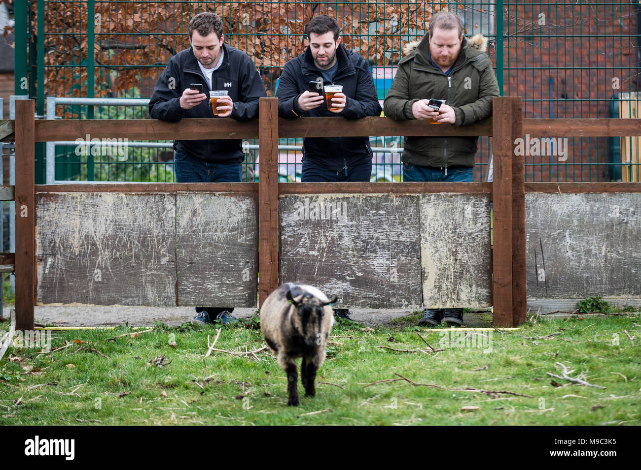 London, UK. 24th March, 2018. 10th Annual Oxford vs Cambridge Goat Race at Spitalfields City Farm. Credit: Guy Corbishley/Alamy Live News Stock Photo