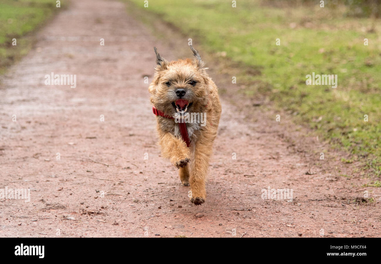 Dog running Stock Photo Alamy