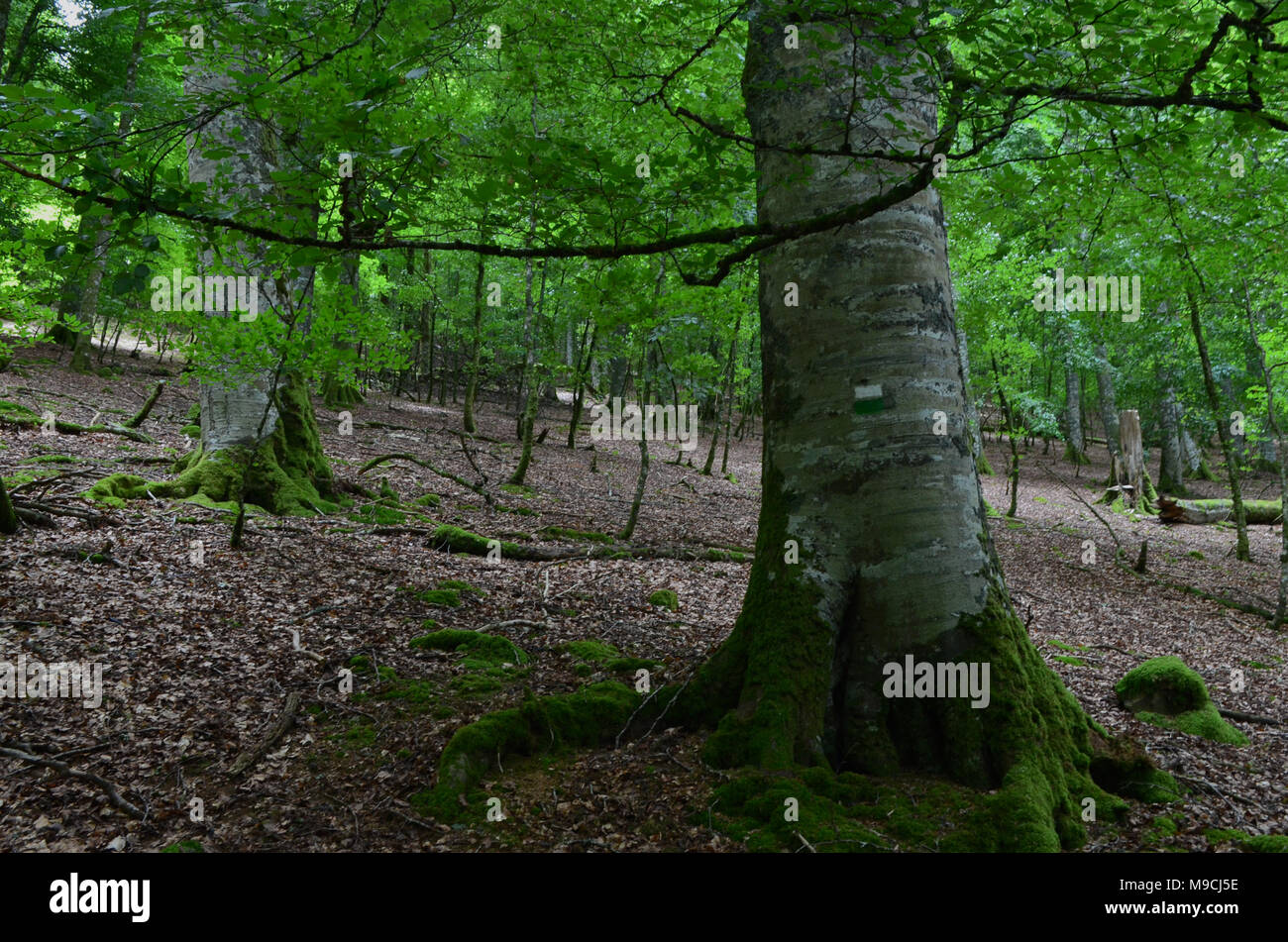 Beech (Fagus sylvatica) forest in Orbaitzeta, northern Navarre, Pyrenees Stock Photo