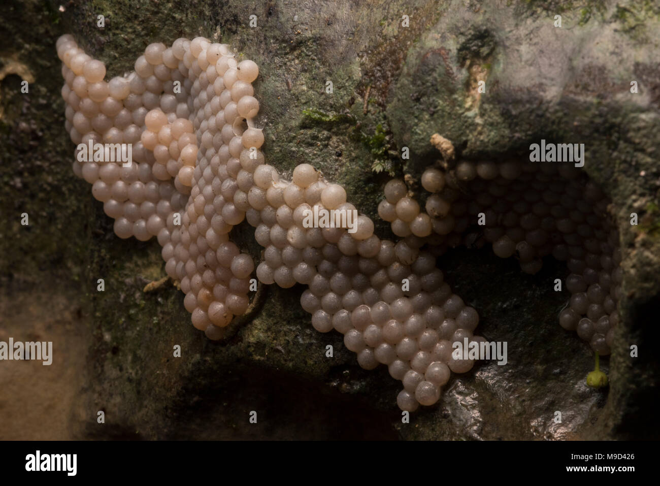Eggs on a rock in Peru, these eggs belong to an apple snail. Stock Photo