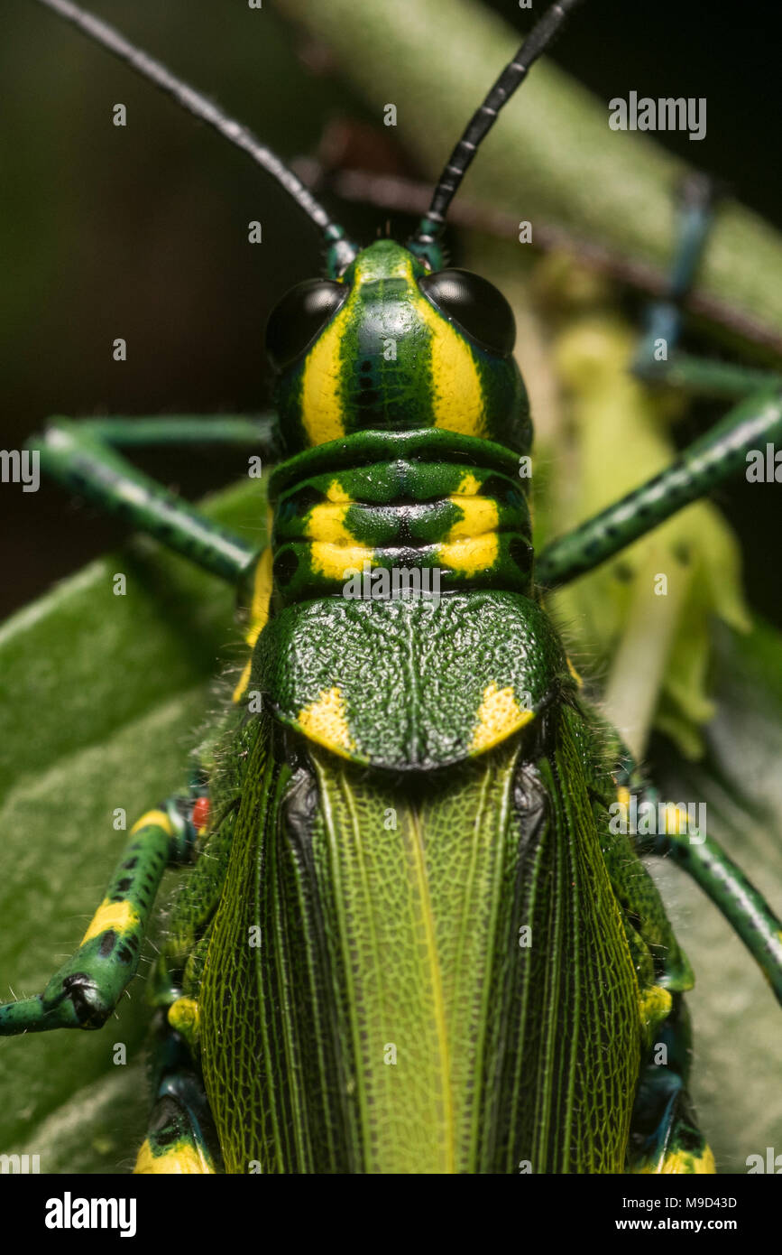 A tropical grasshopper from the the Peruvian jungle, its bold colors signal that it is likely poisonous and has a bad taste to deter predators. Stock Photo