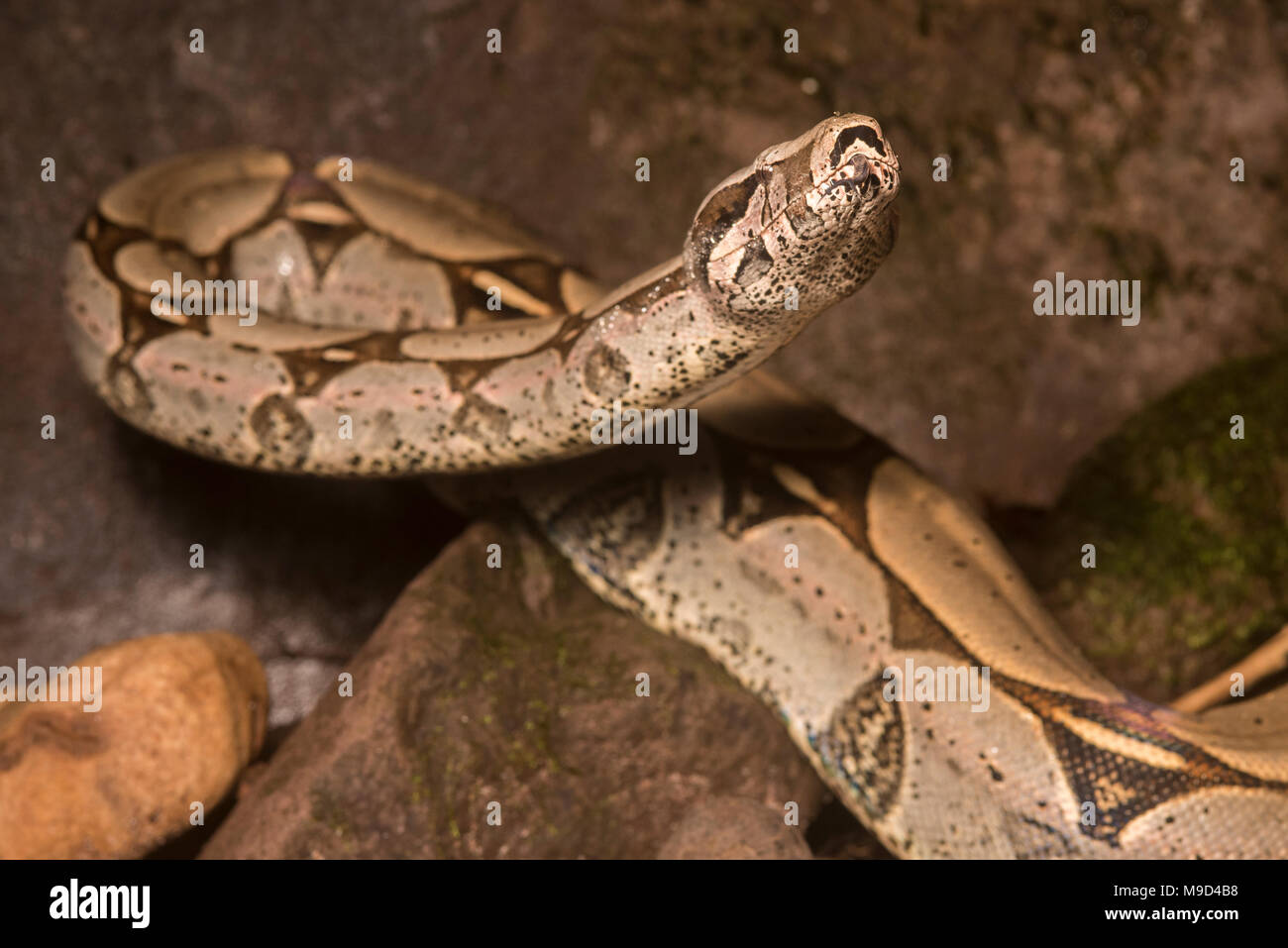 A huge boa constrictor snake from the Peruvian lowland jungle Stock