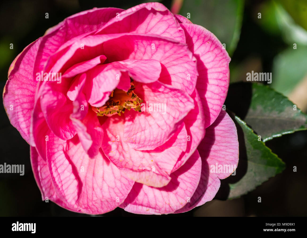 A macro shot of a pink camellia bush bloom. Stock Photo