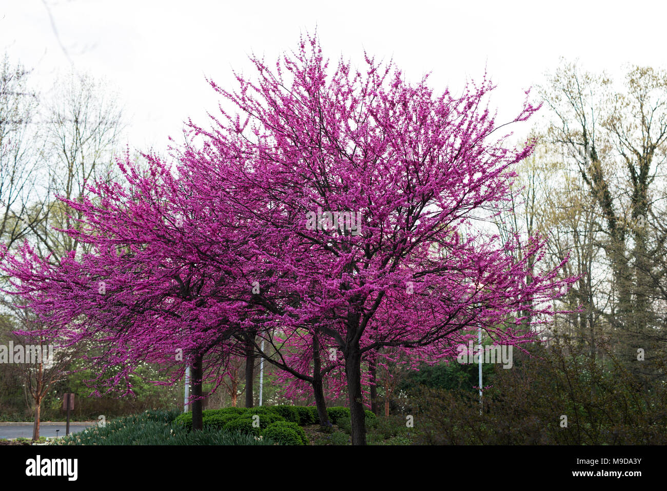 Eastern redbud trees (Cercis canadensis) blooming in the spring in Indianapolis, Indiana, USA. Stock Photo