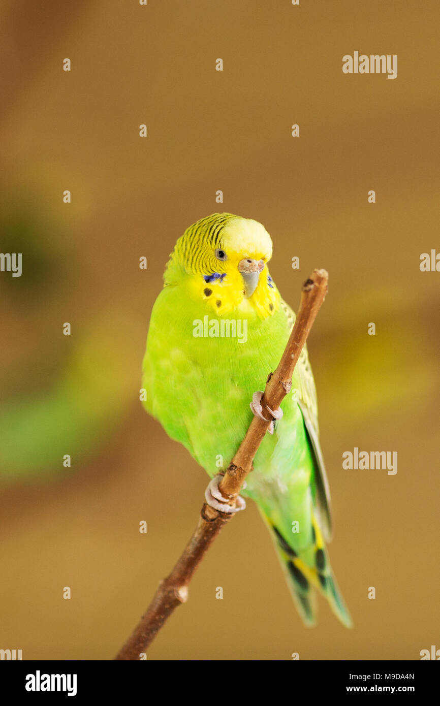 A Green And Yellow Parakeet Or Australian Budgerigar Also Known As A Budgie Melopsittacus Undulatus Perched On A Branch Stock Photo Alamy