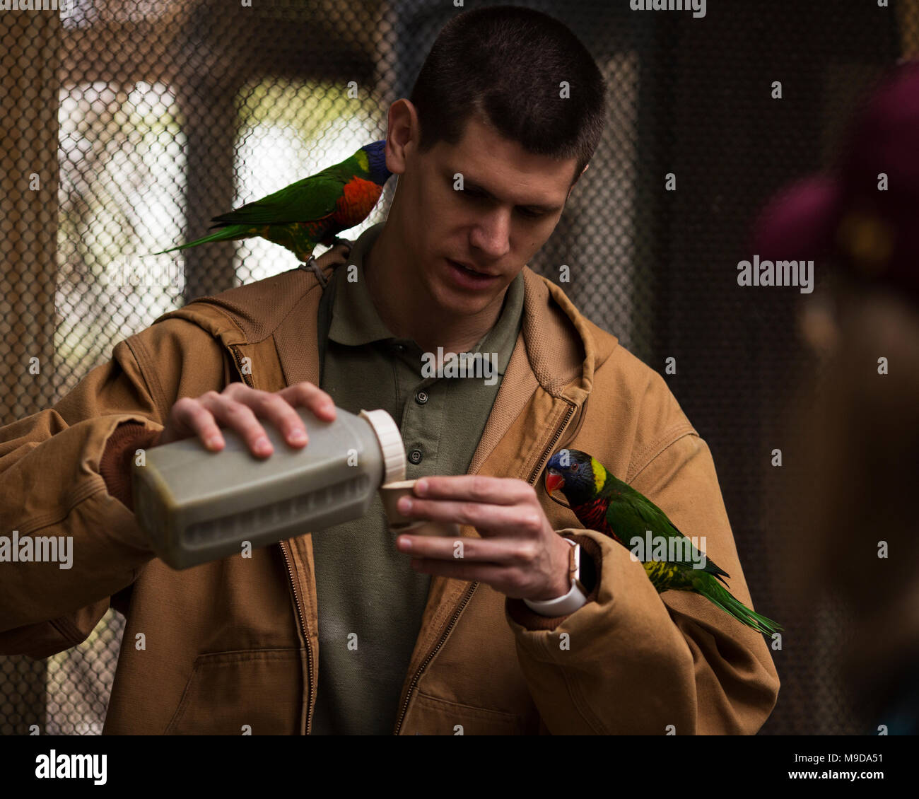A zookeeper feeding two rainbow lorikeets (Trichoglossus moluccanus) at the zoo aviary. Stock Photo