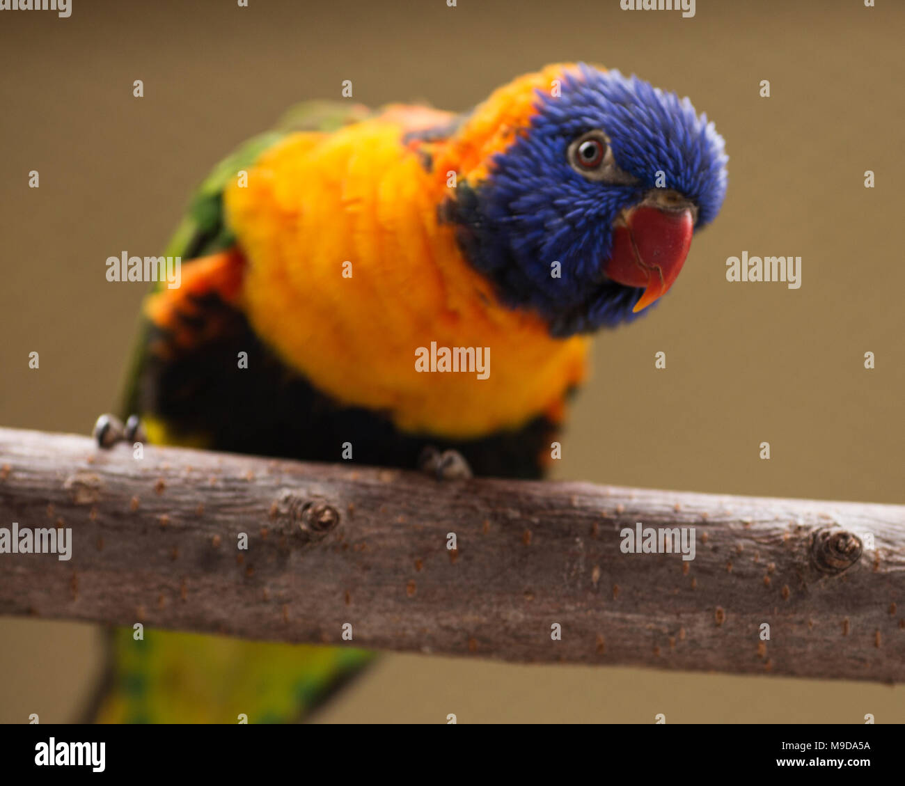 A closeup portrait of a rainbow lorikeet (Trichoglossus moluccanus) perched on a branch. Stock Photo