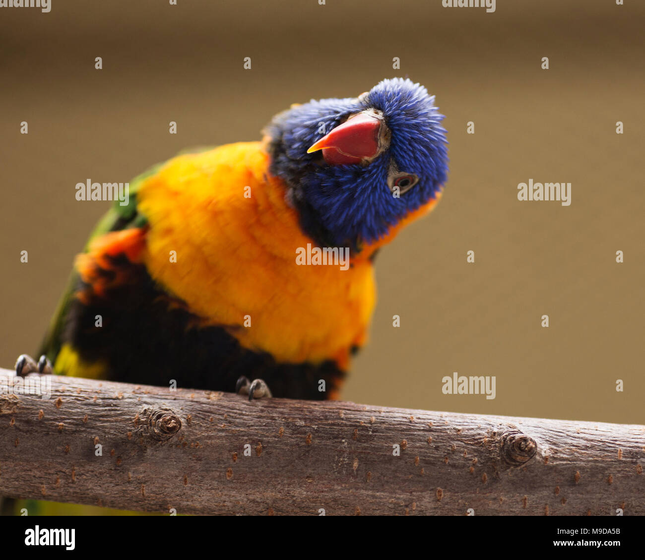 A closeup portrait of a rainbow lorikeet (Trichoglossus moluccanus) perched on a branch. Stock Photo