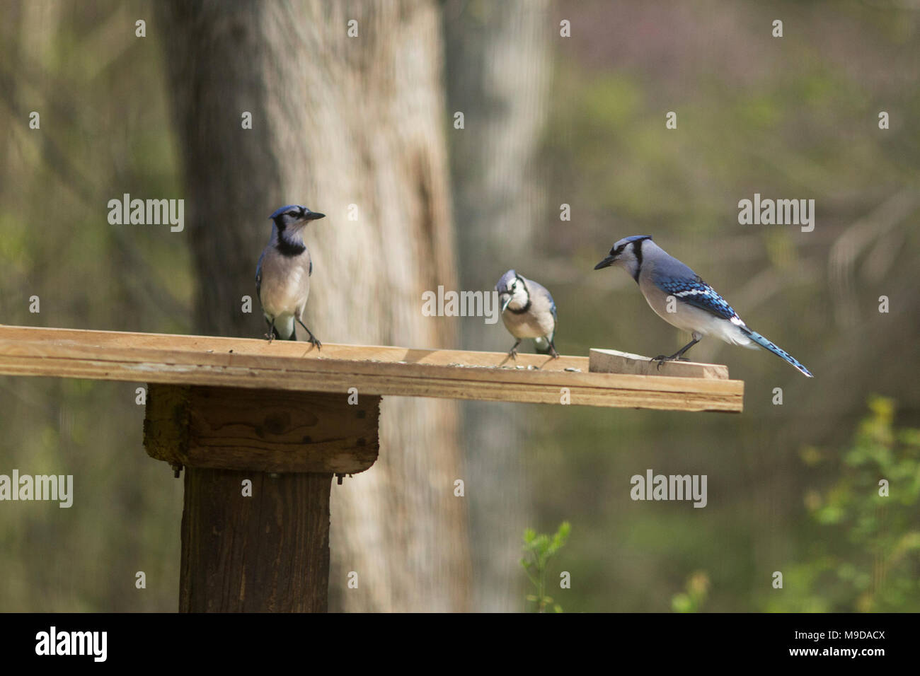 A Trio Of Blue Jays Cyanocitta Cristata Sitting On A Bird Feeder