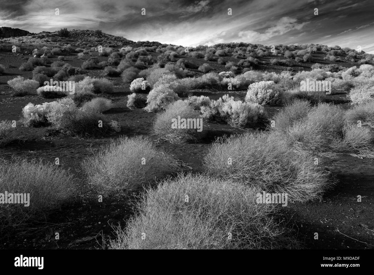 Desert Vegetation of the Flanks of an Ancient Cinder Cone, Sunset Crater National Monument, Arizona Stock Photo