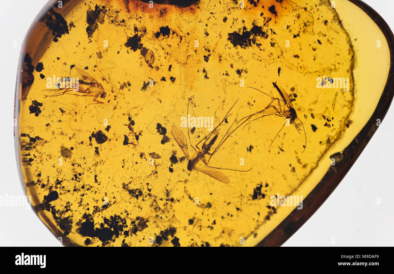 Mosquitoes in Amber 40 Million Years Old, Dominican Republic Stock Photo