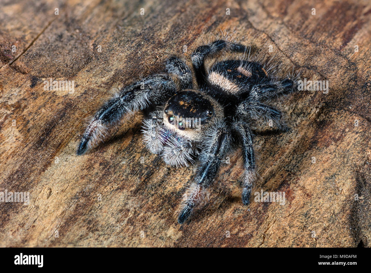 Close Up of a Regal Jumping Spider, Phidippus regius Stock Photo