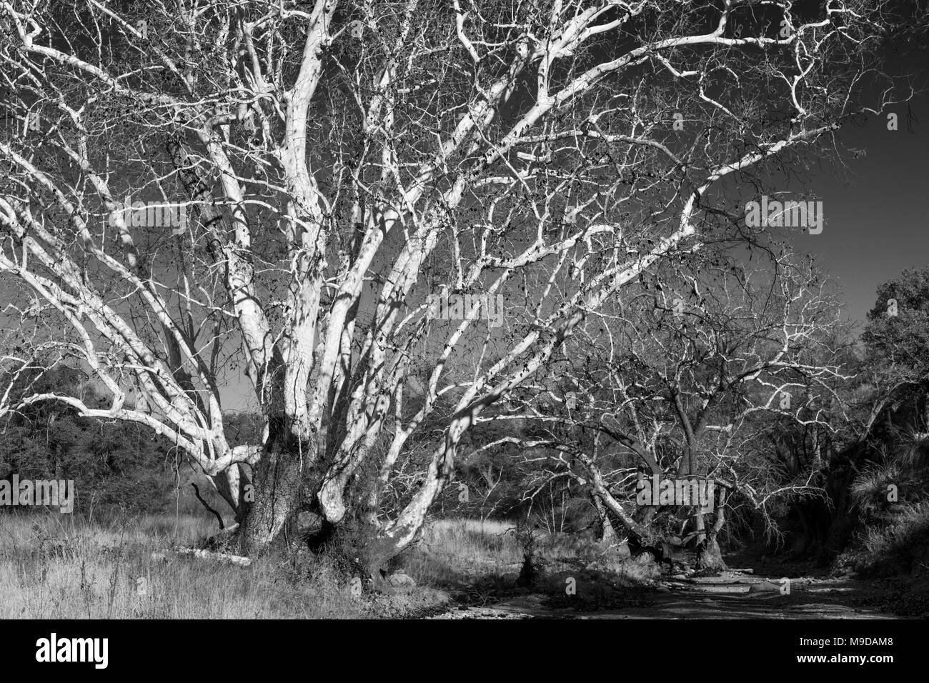 Winter Sycamore Trees, Coronado National Forest, AZ Stock Photo