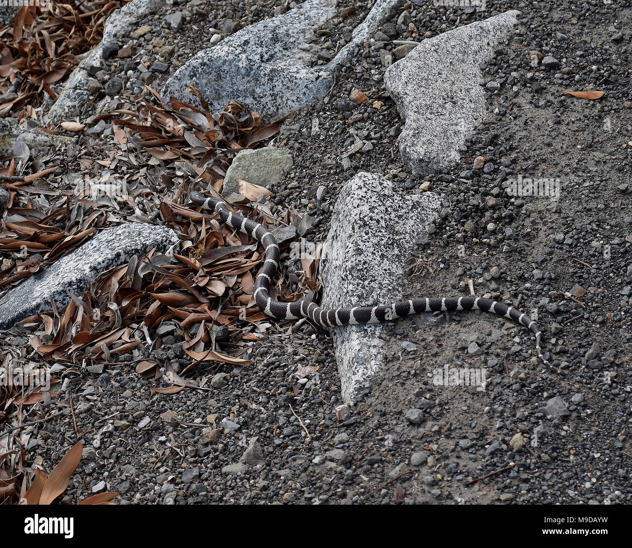 common kingsnake, Alameda Creek Regional Trail, Union City, California Stock Photo