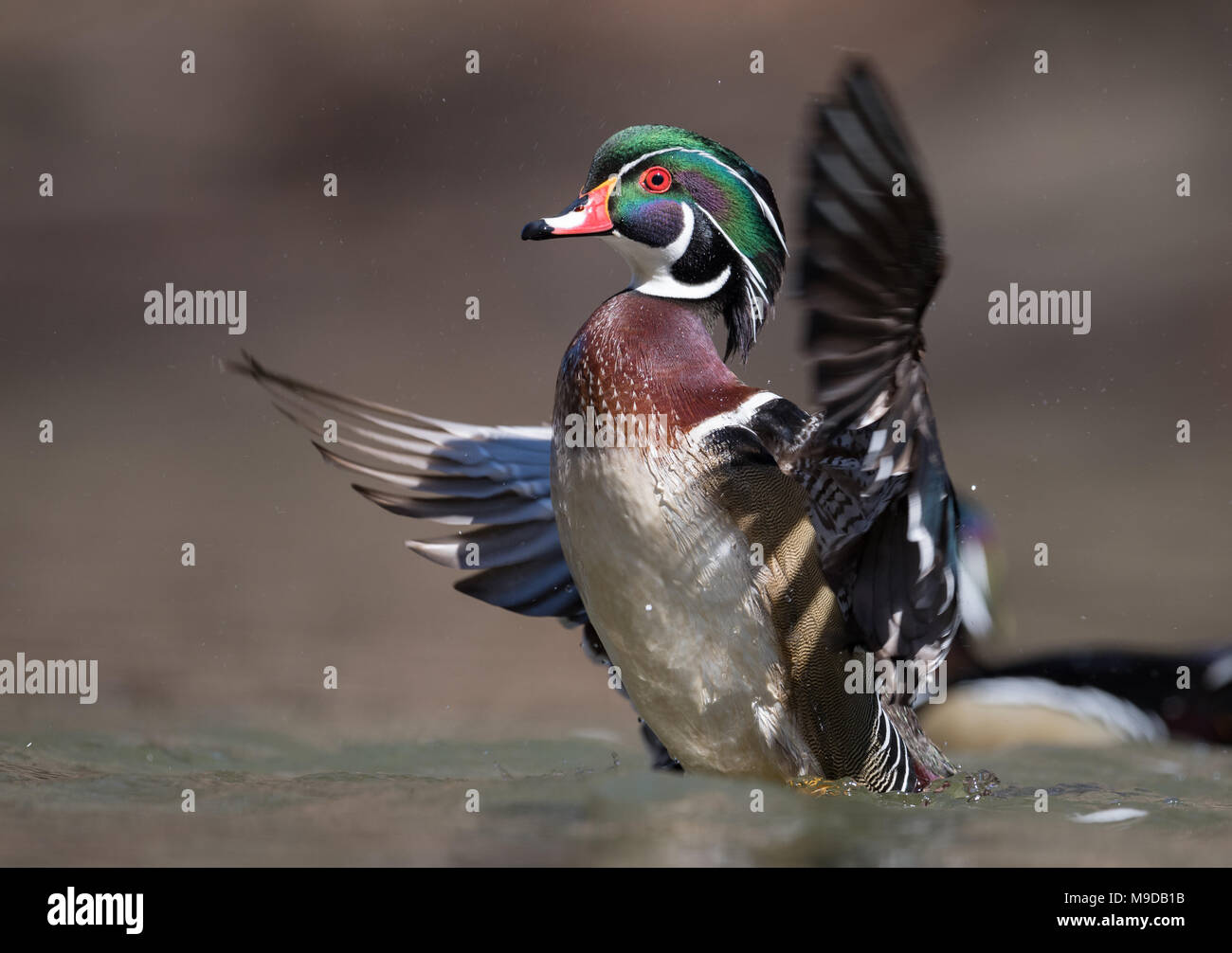 Wood Duck in Pennsylvania Stock Photo Alamy