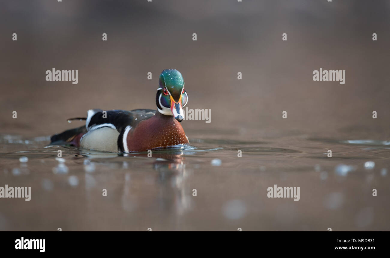 Wood Duck in Pennsylvania Stock Photo Alamy