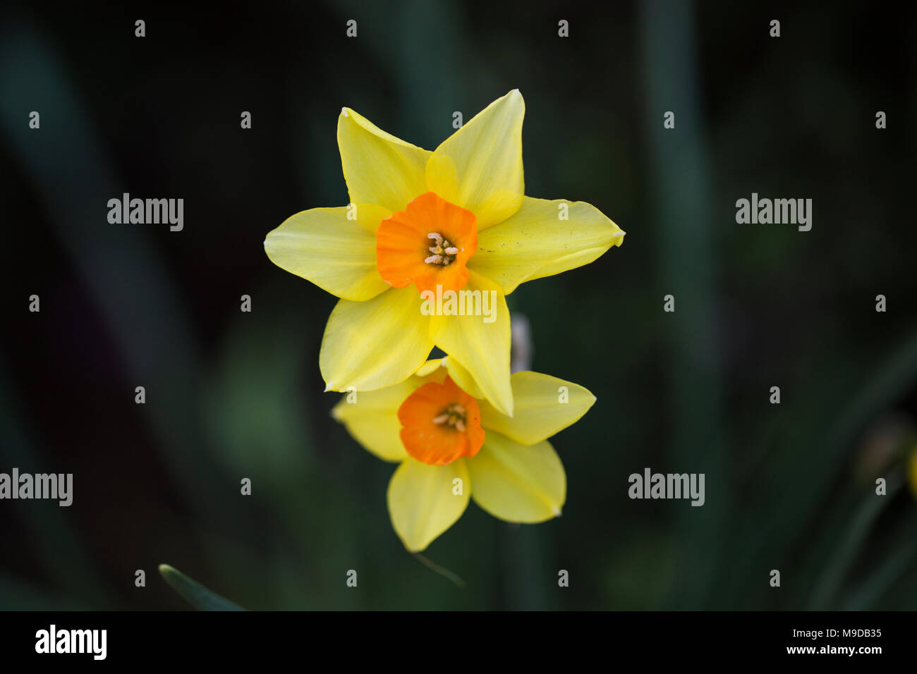 Two daffodils (Narcissus), in the Amaryllidaceae (amaryllis) family. The outer tepals are yellow and the corona is orange and trumpet-shaped. Stock Photo