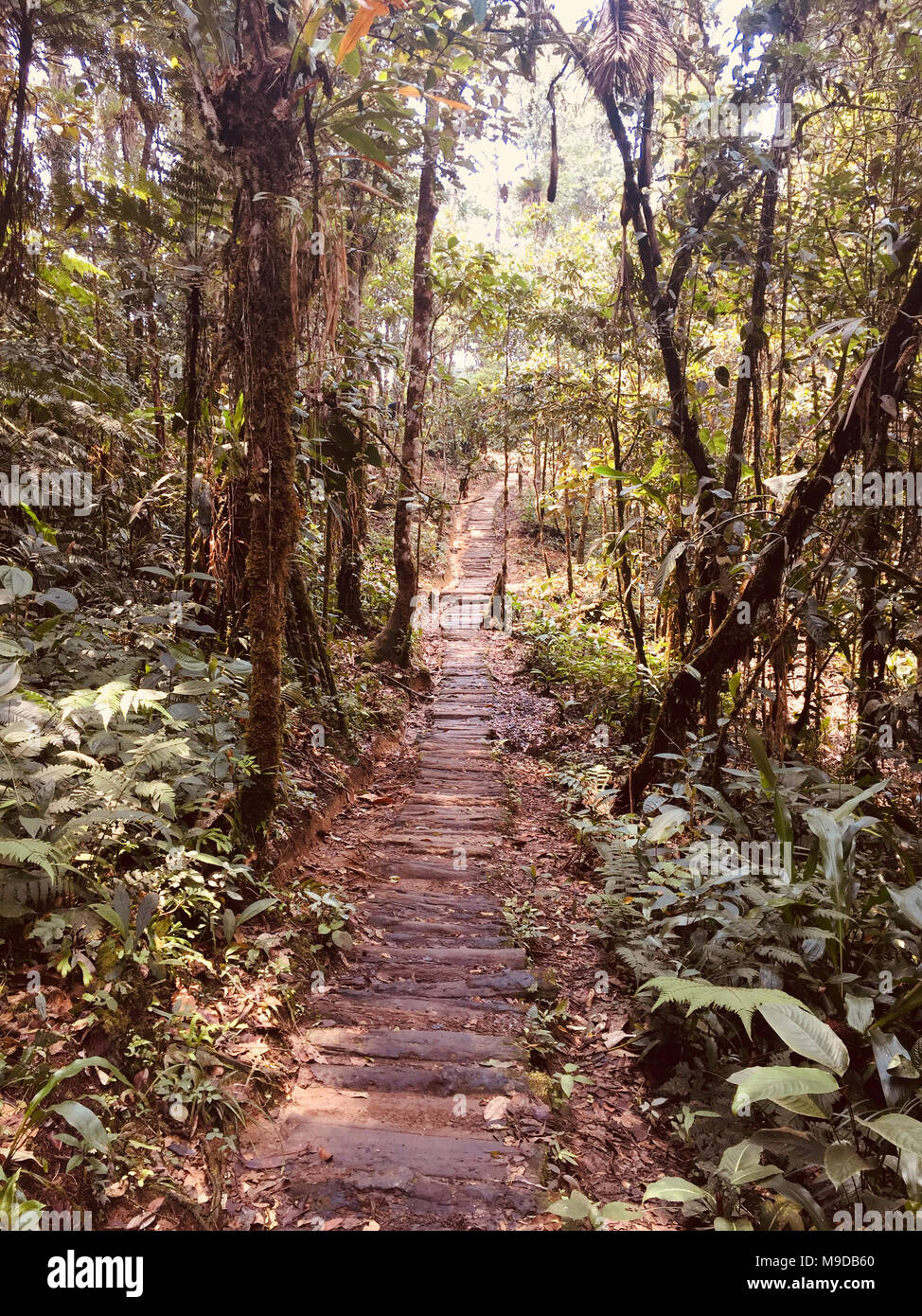 wooden bridge, footphath in forest landscape , jungle bridge - Stock Photo