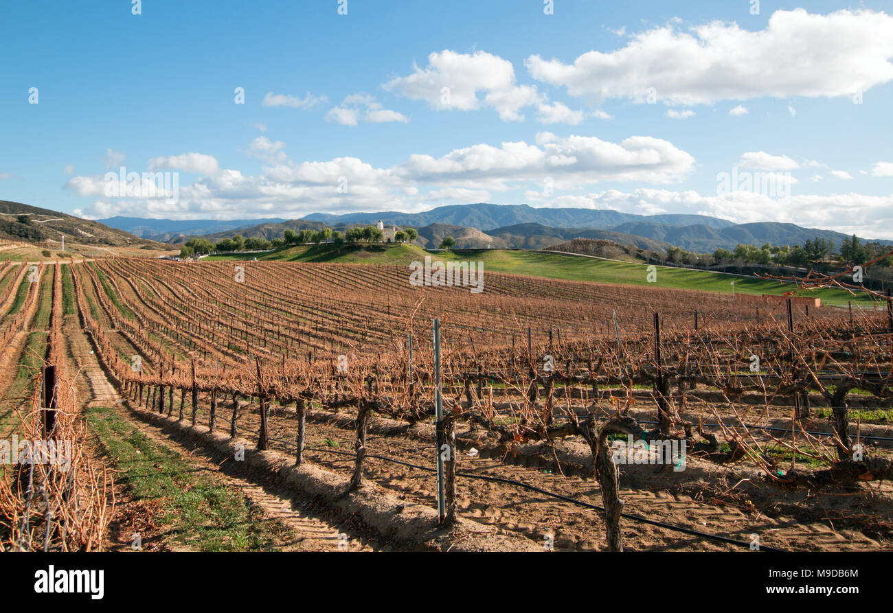 Vineyard in California wine growing region in the United States Stock