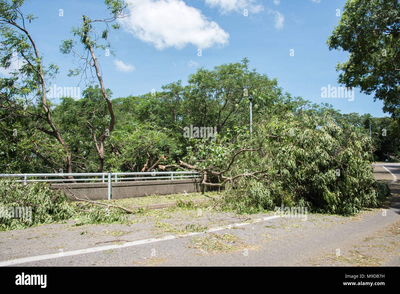 Tree fallen on roadway in city after Cyclone Marcus hit Darwin, Australia in March of 2018. Stock Photo