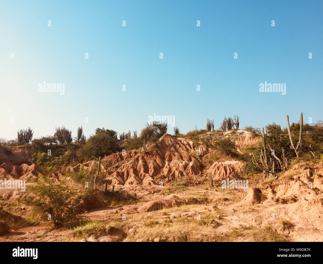 beautiful desert landscape with red rock mountain and cactus plants Stock Photo