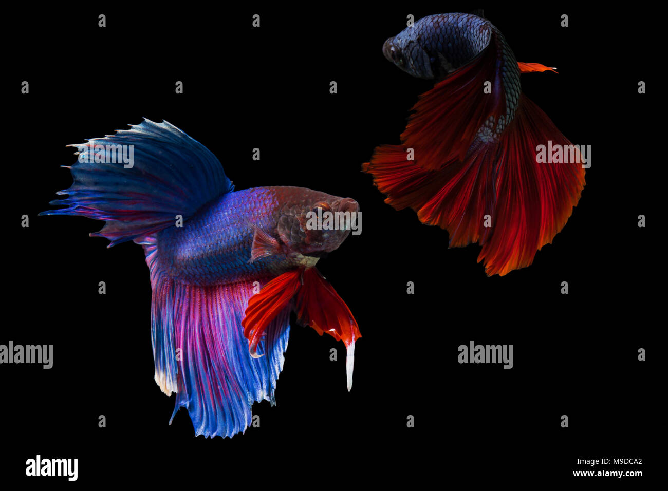 Siamese fighting fish,Half Moon long red tail(HMPK)fighting with blue long tail,Betta splendens isolated on black background. Stock Photo