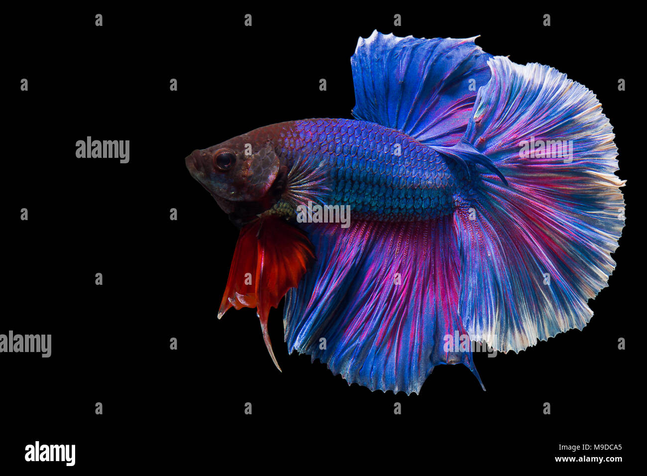 10,242 Blue Halfmoon Betta Royalty-Free Images, Stock Photos & Pictures