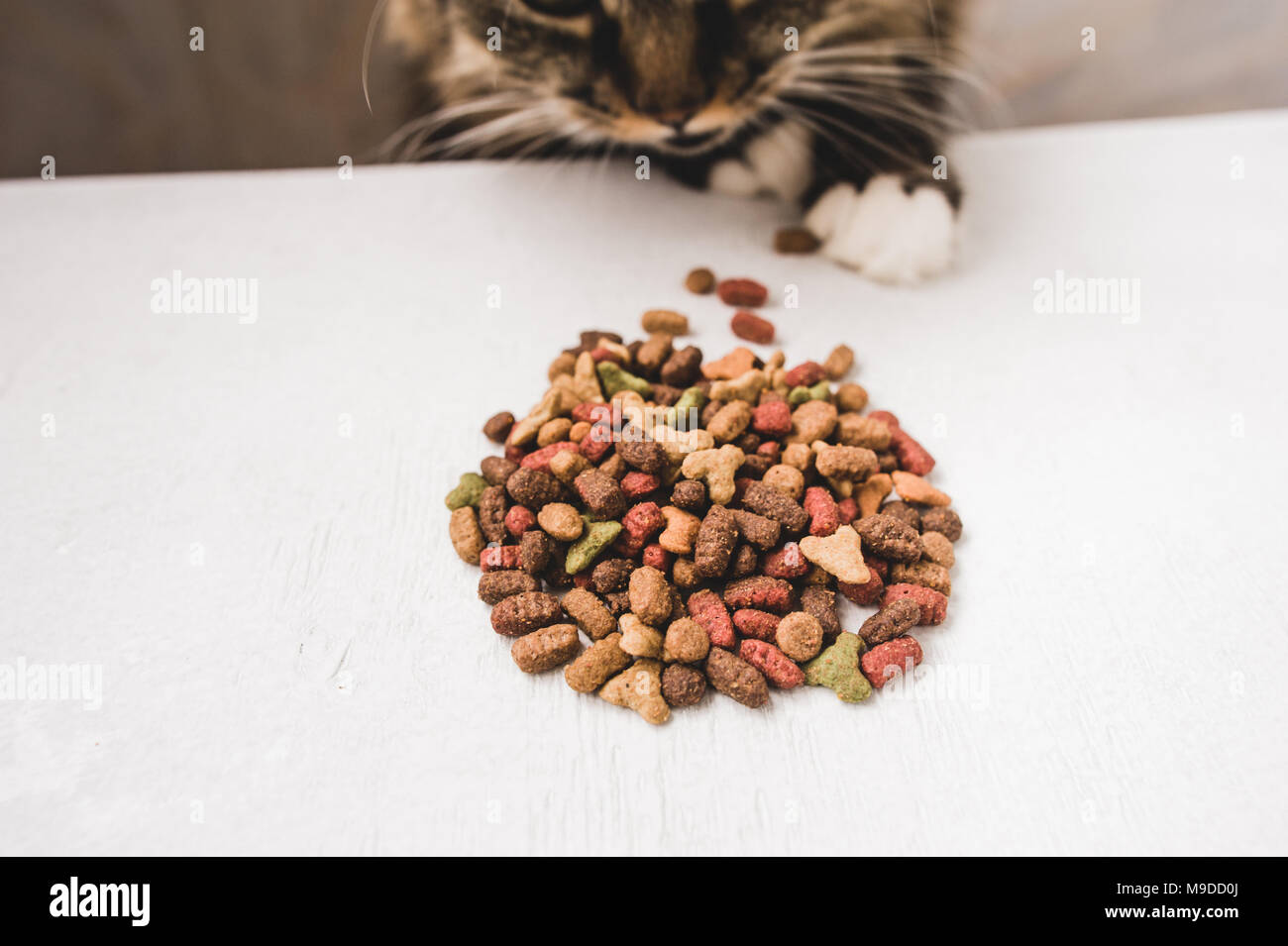 paw paw cat food