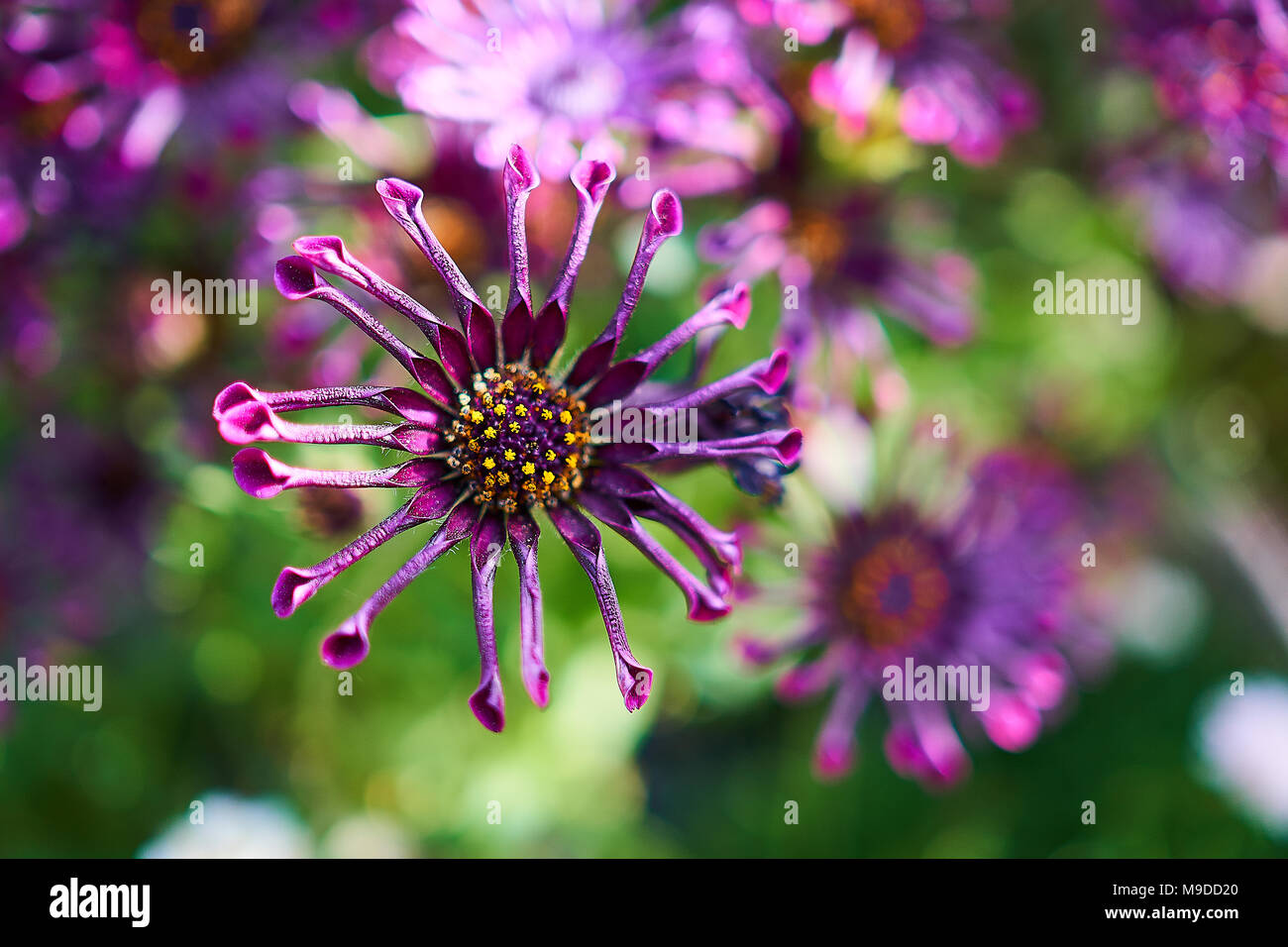 Trailing african daisy with purple petals and yellow and violet stamen located in the middle in a circular fashion. Stock Photo