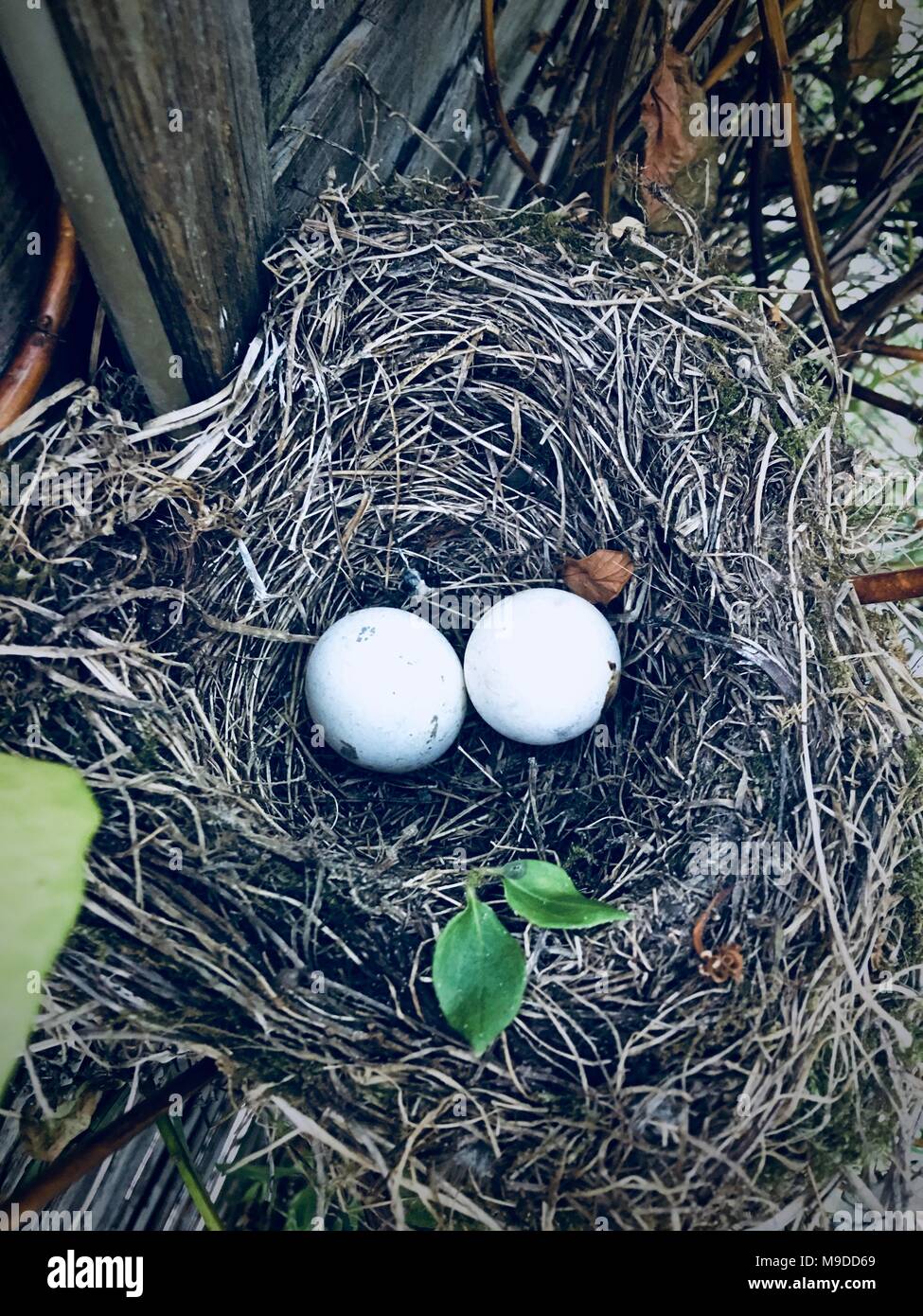 Two White Bird Eggs In The Socket Outdoor Concept Stock Photo Alamy