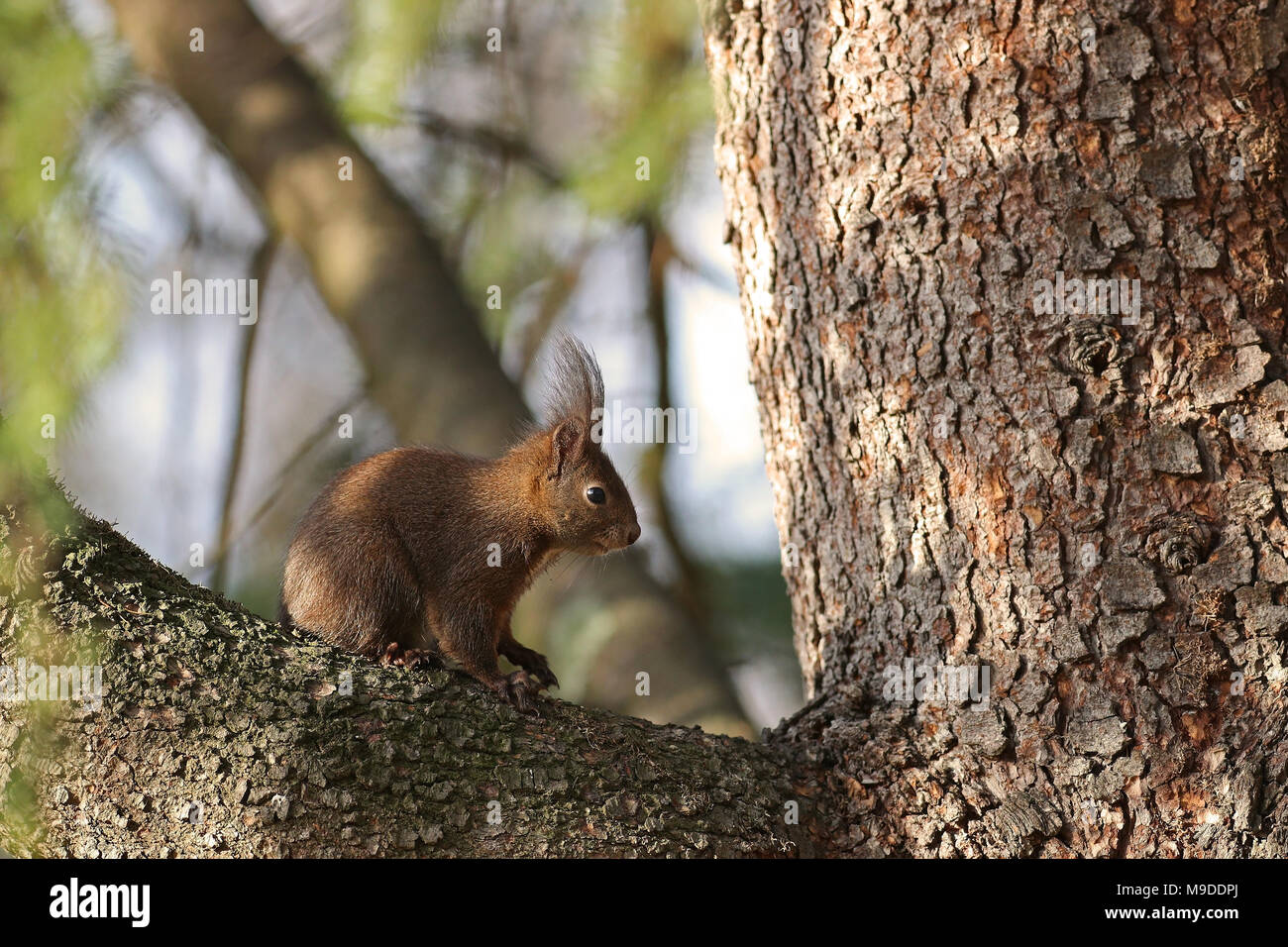 Red squirrel hidden on a tree branch enjoying the spring sun Stock Photo